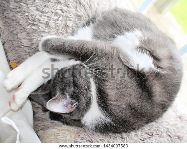 Grey White Cat Curled Ball Sleeping Royalty Free Stock Image