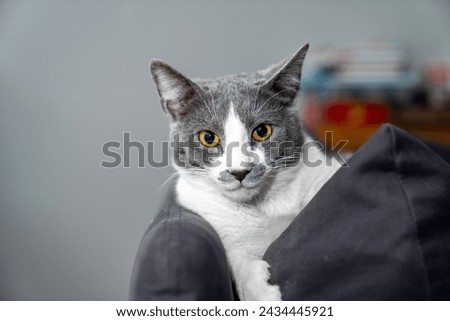 grey and white cat portrait. Muzzle of a gray fluffy cat close-up lying on the couch or sofa or bed. grey background. big eyes. copy space. pet ownership, pet friendship concept. Pet portrait.