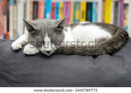grey and white cat portrait. Muzzle of a gray fluffy cat close up lying on the couch or sofa or bed. grey background. big eyes. copy space. pet ownership, pet friendship concept. Pet portrait.