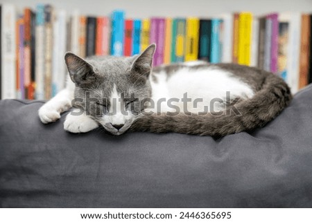 grey and white cat portrait. Muzzle of a fluffy cat close up lying, sleeping, relaxing on the couch or sofa or bed. grey background. pet ownership, pet friendship concept. Pet portrait.
