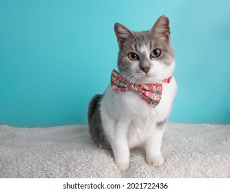 Grey and white cat wearing a pink flower bow tie sitting portrait on blue background