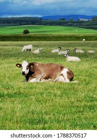 Grey And White Cow In A Field With Sheep 