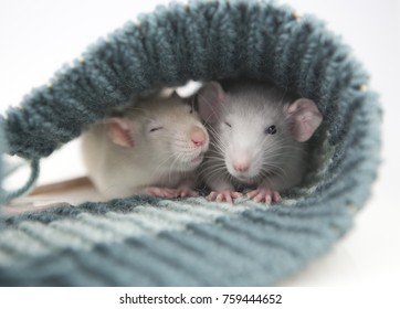 Grey And White Cute Rats 