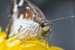 Grey And White Delaware Skipper Resting On The Zinnia Plant
