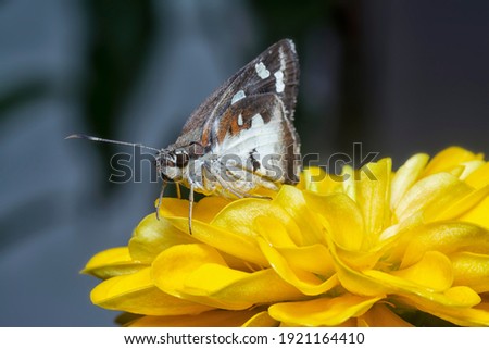 grey and white delaware skipper resting on the zinnia plant
