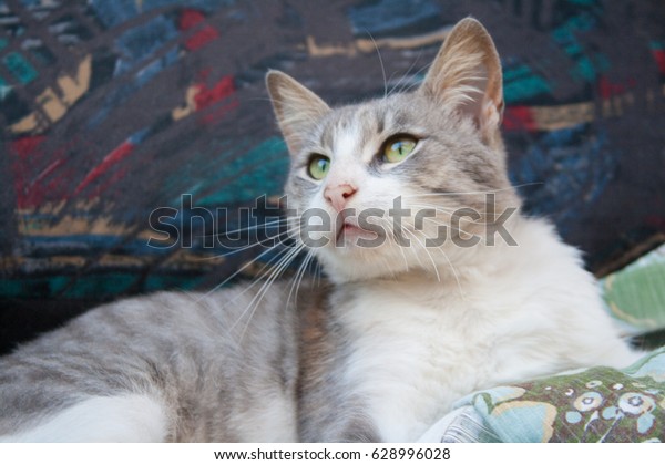 Grey White Domestic Cat Stock Photo Edit Now 628996028