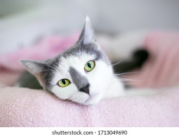 A Grey And White Domestic Shorthair Cat With Green Eyes Relaxing In A Cat Bed