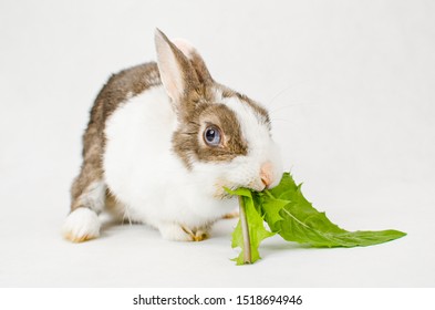 Grey White Dwarf Rabbit Blue Eyes Stock Photo 1518694946 | Shutterstock