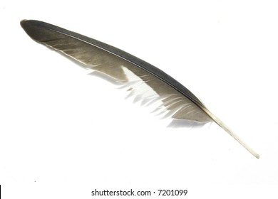 Grey White Feather White Background 4 Stock Photo 7201099 | Shutterstock