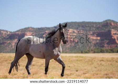 A grey and white horse steps out in a trot in an open field in the American southwest desert with red sandstone mountains and blue sky in the background.