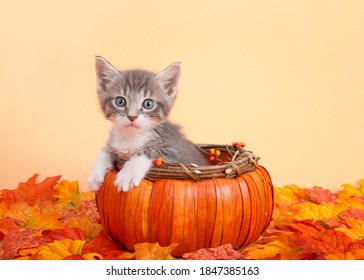 29 Halloween cat peaking Images, Stock Photos & Vectors | Shutterstock