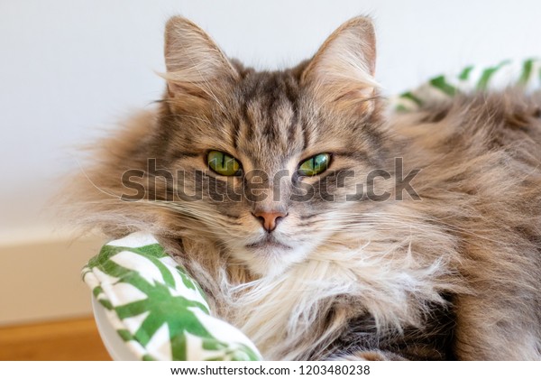 Grey White Long Haired Cat Green Stock Photo Edit Now 1203480238