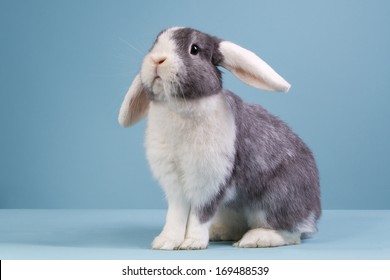 Grey with white mini-lop rabbit on a blue background
