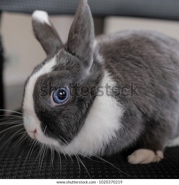 grey dwarf rabbit