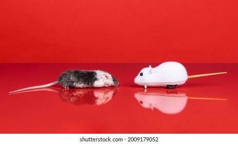 3,120 Real mouse Images, Stock Photos & Vectors | Shutterstock