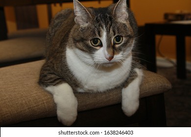 Grey and White Tabby Cat on an Upholstered Dining Chair