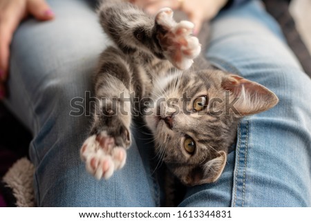 Grey and white tabby kitten laying in a lap, looking into the camera, paws up towards the camera