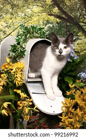 A Grey And White Tabby Kitten Stands In An Open Mailbox In A Woodland Garden