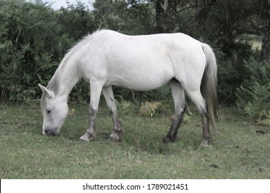 Grey And White Wild Pony