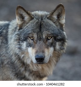 Grey Wolf Animal - Shutterstock ID 1040461282