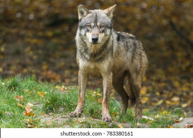 11,958 Big wolf Images, Stock Photos & Vectors | Shutterstock