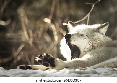 Grey Wolf Awakening And Yawning