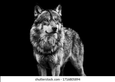 Grey wolf with a black Background in B&W