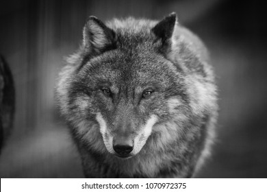 Scary Dark Gray Wolf Canis Lupus Stock Photo (Edit Now) 1045008394