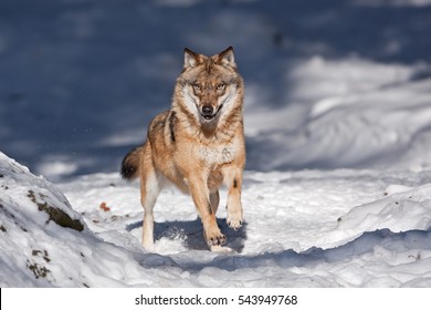 Grey Wolf, Canis Lupus