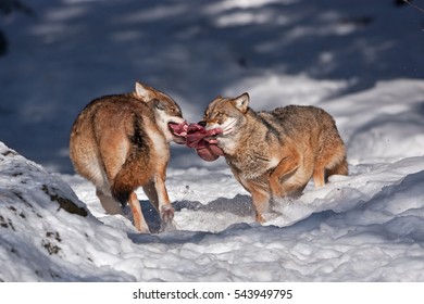 Grey Wolf, Canis Lupus