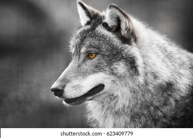 Grey Wolf (Canis lupus)