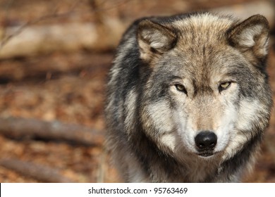 Alpha Male Images Stock Photos Vectors Shutterstock