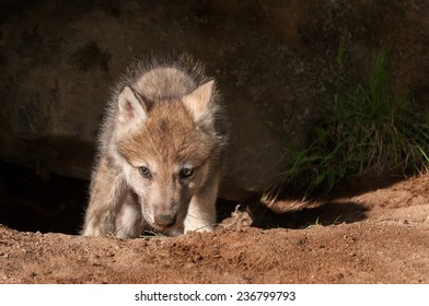 Grey Wolf (Canis lupus) Climbs Out of Den - captive animal