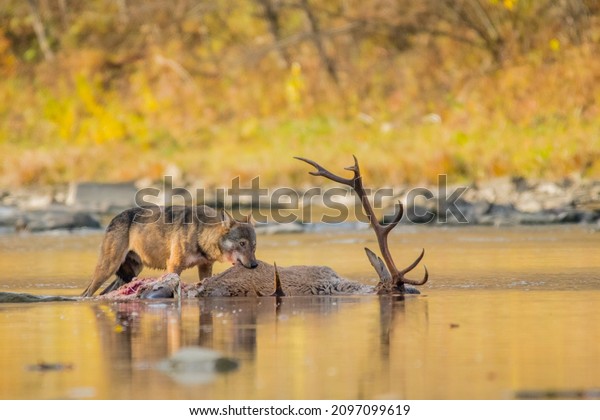 A Grey Wolf (Canis lupus) eating a deer.\
Bieszczady, Carpathians,\
Poland.