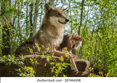 Grey Wolf (Canis lupus) Mother and Pup Sit Atop Rock - captive animals
