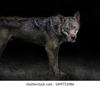 Grey Wolf Canis Lupus, In The Night