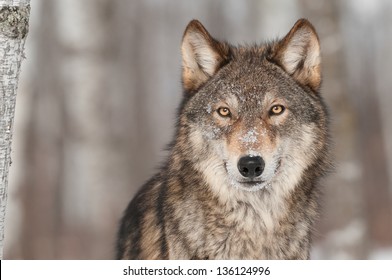 Gray Wolf (Canis lupus) Portrait - in Gefangenschaft gehaltenes Tier