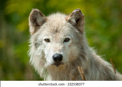Grey Wolf (Canis lupus) portrait. Canada, North America.