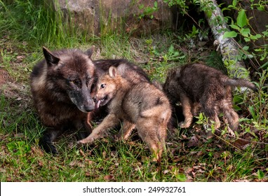 Grey Wolf (Canis lupus) Pup Licks Mother's Mouth - captive animals