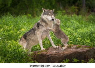 Grey Wolf (Canis lupus) Pup Jumps Up on Adult - captive animals