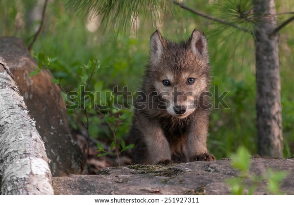 Grey Wolf Canis Lupus Pup Climbs Stock Photo 251927311 | Shutterstock