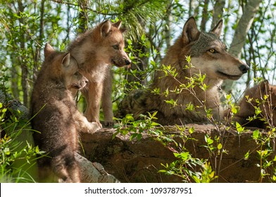 Grey Wolf (Canis lupus) and Pups Look Right Atop Rock - captive animals