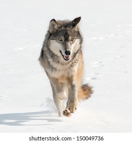 Grey Wolf Canis Lupus Running Straight Stock Photo Edit Now