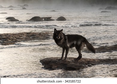Grey Wolf (Canis lupus) Stands on Rock in Misty River - captive animal