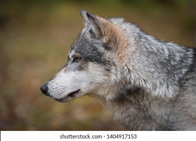 Wolf profile picture