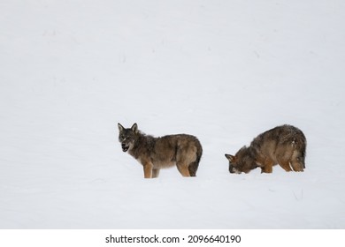 Ts montana wolf