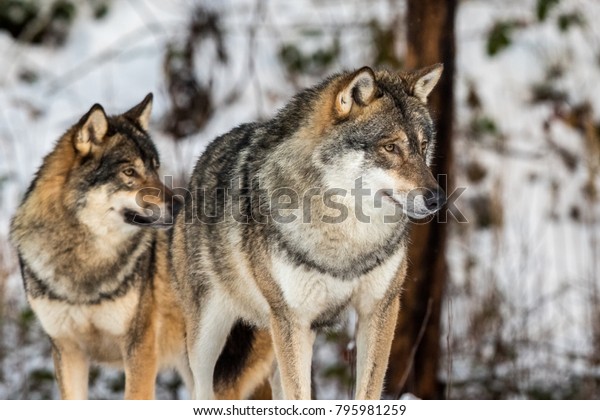灰色のオオカミ カニスの狼 雪の多い冬の森に2匹のオオカミが立っている の写真素材 今すぐ編集