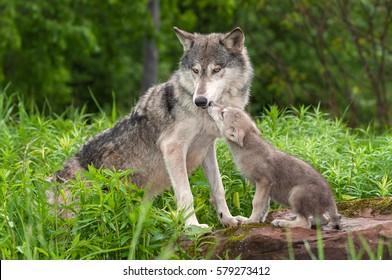Grey Wolf (Canis lupus) Unwanted Pup Attention - captive animals