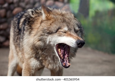 Grey Wolf (Canis Lupus) Yawning