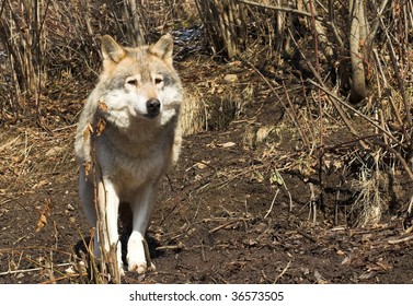 Grey Wolf Carpathian Mountains Stock Photo (Edit Now) 36573505